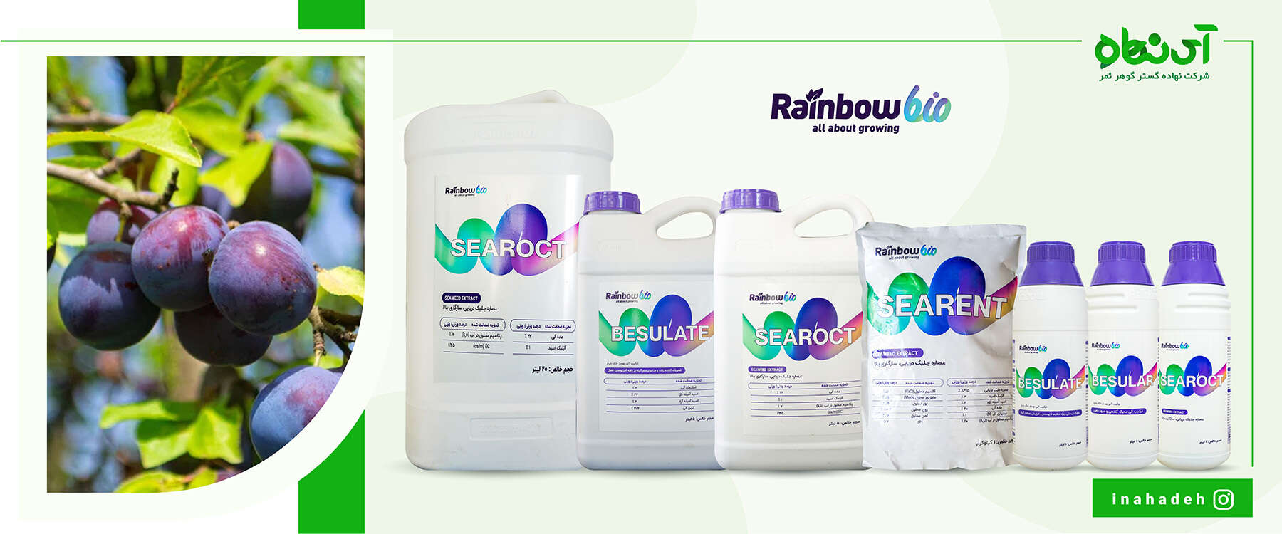 محصولات رینبو چین